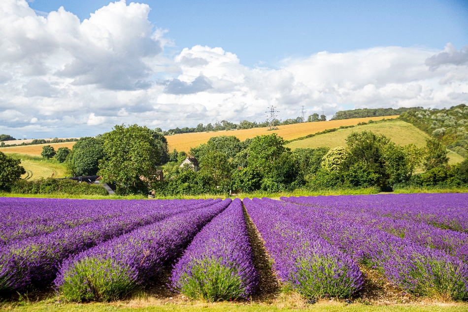 Gallery image 10: the-private-lavender-field