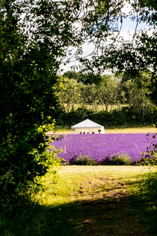 Gallery image 12: the-private-lavender-field