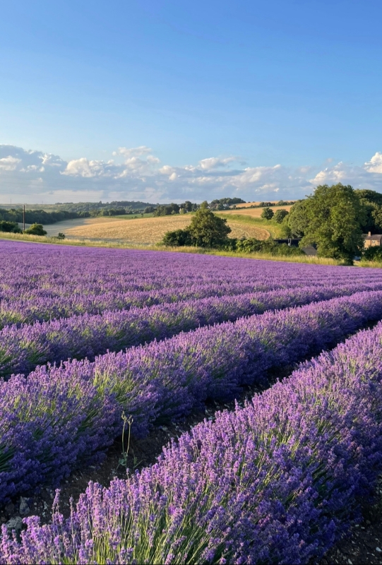 Gallery image 17: the-private-lavender-field
