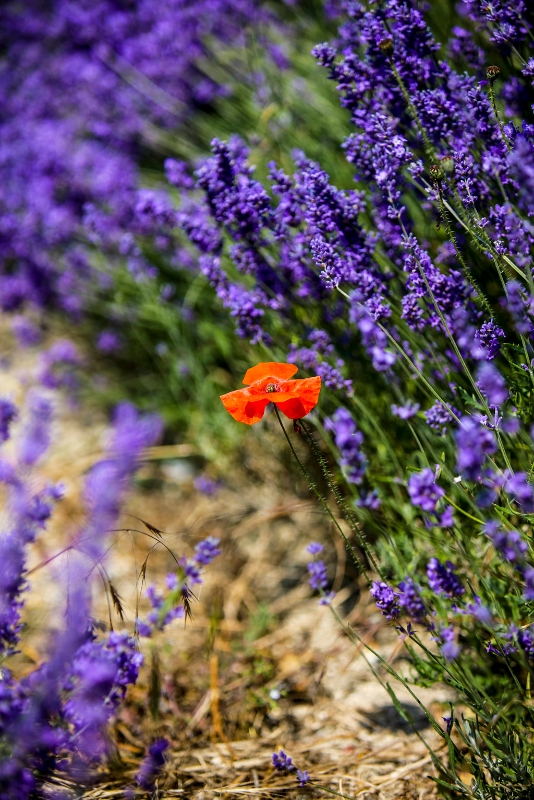 Gallery image 18: the-private-lavender-field