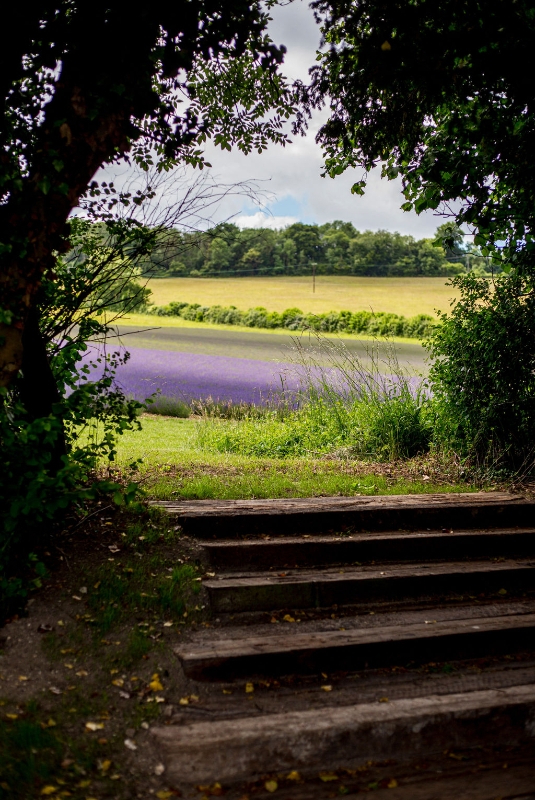 Gallery image 19: the-private-lavender-field