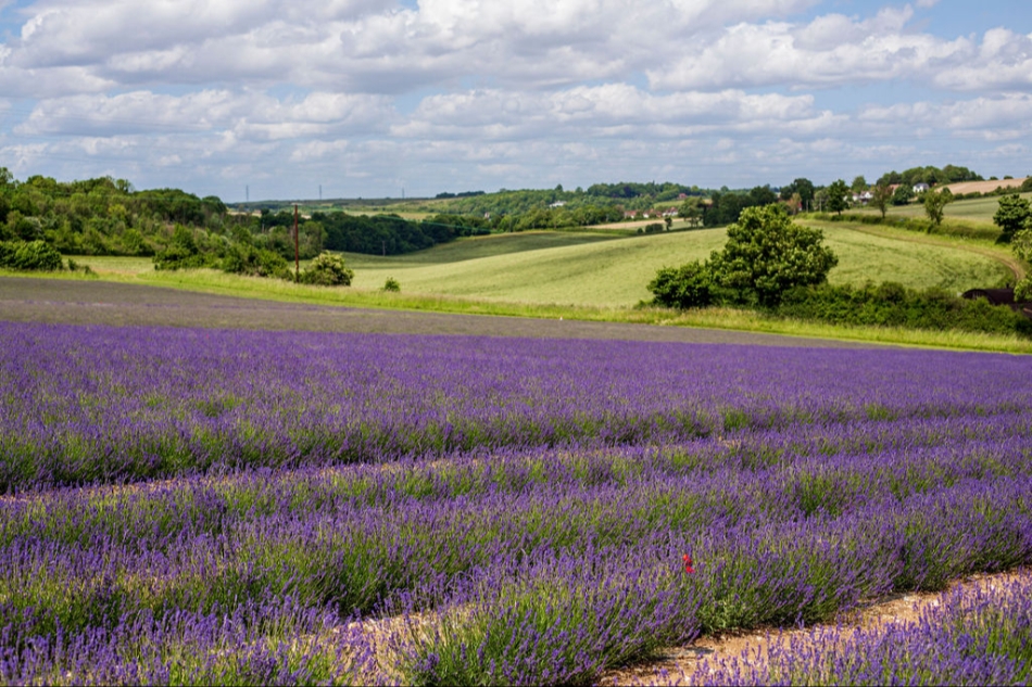 Gallery image 21: the-private-lavender-field