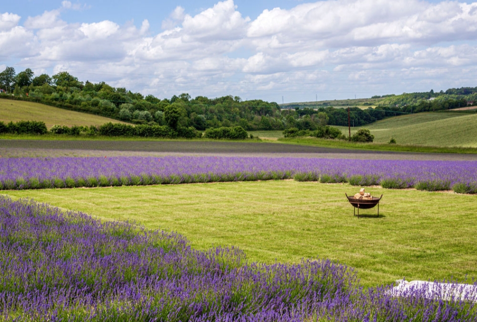 Gallery image 22: the-private-lavender-field