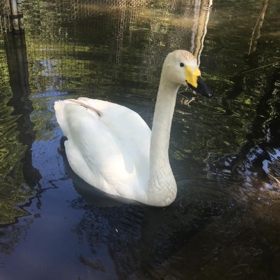 Is Leeds Castle in Kent home to the oldest living swan in the UK?