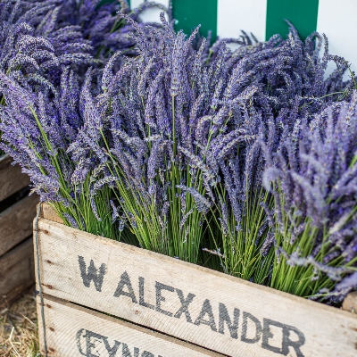 Fresh Kentish hops and lavender for summer weddings