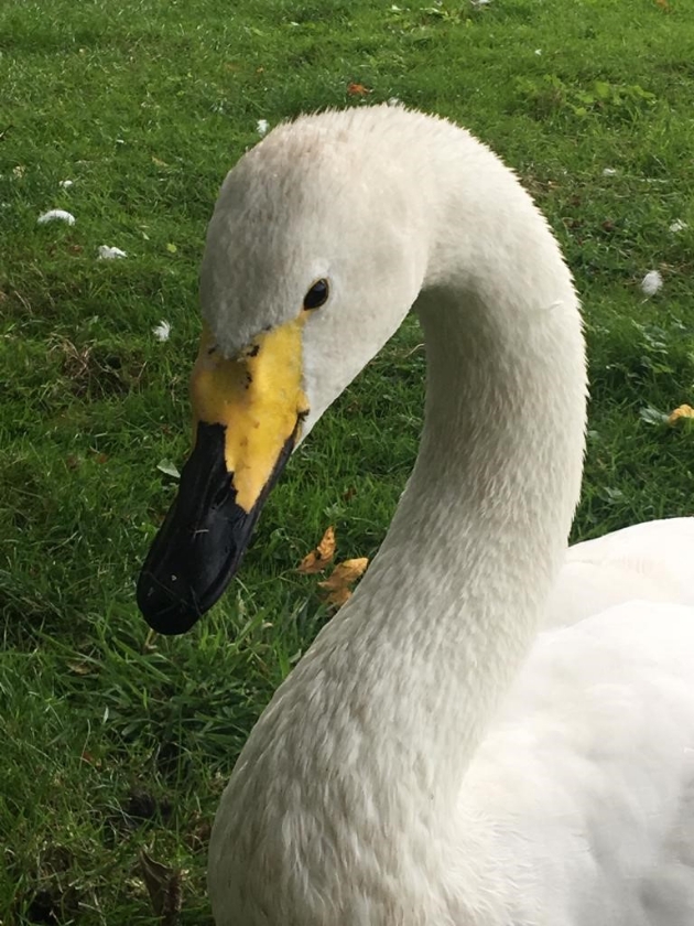 29 year old Pickles the whooper swan who lives at Leeds Castle