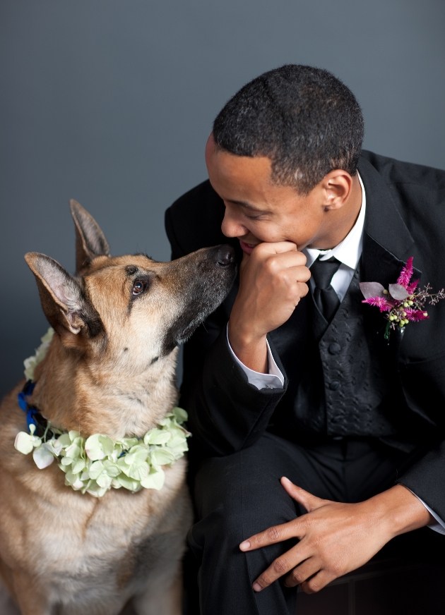 Alsatian with flower collar touching noses with a man in suit