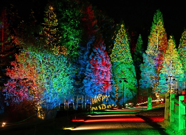 Forest covered in lights