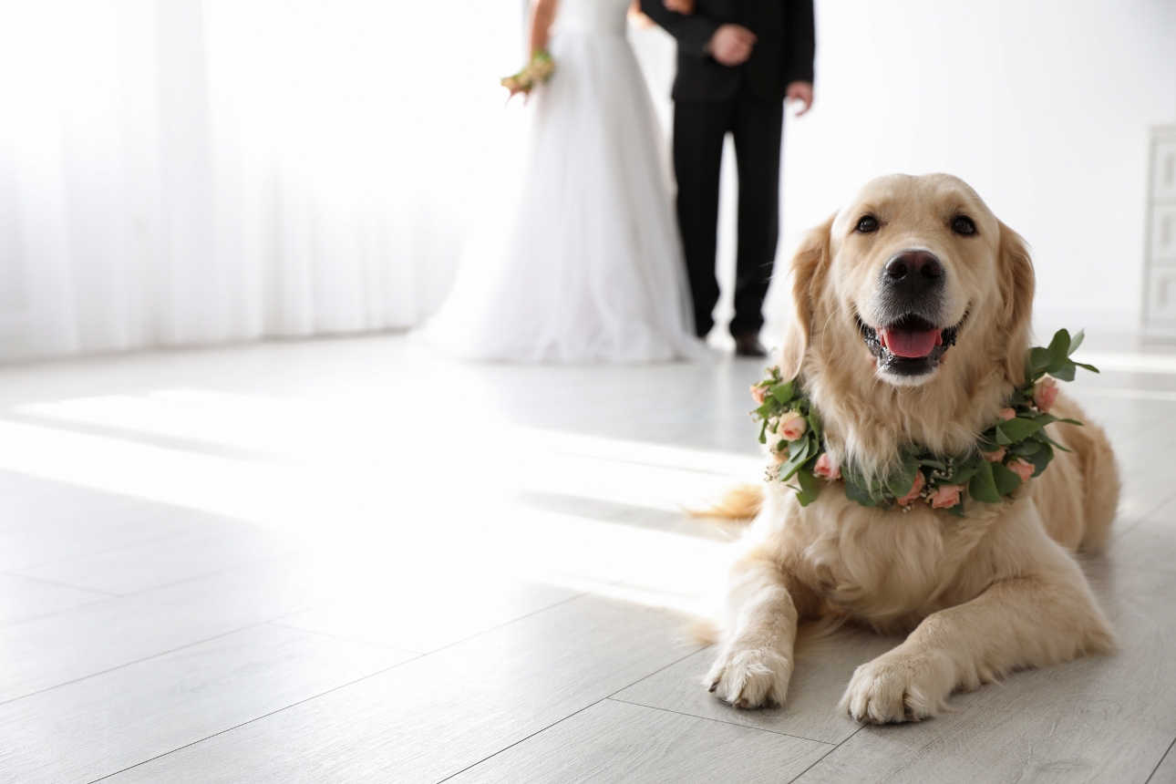 golden retriever with floral wreath around neck laying down in front of bride and groom