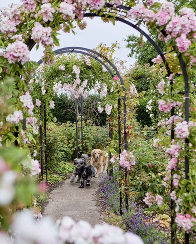 floral archway in garden dogs running down path 